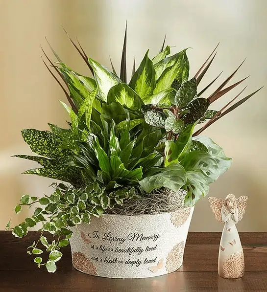 A Life So Beautiful Dish Garden