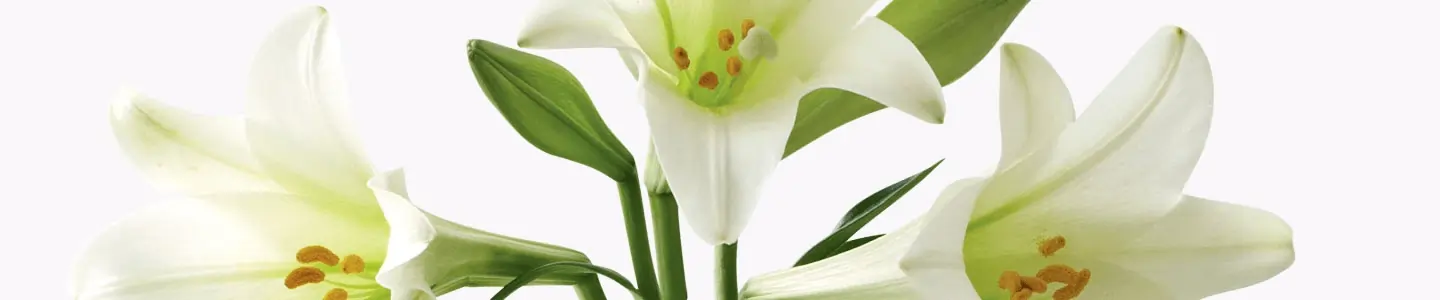 1800 Flowers